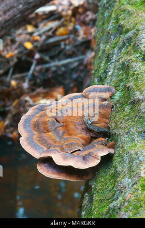 Resinous polypore (Ischnoderma resinosum). Called Late fall polypore and Benzoin bracket also Stock Photo