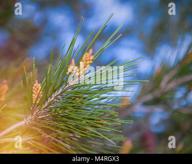Pine Needles .Evergreen coniferous tree with clusters of long needle-shaped leaves Stock Photo