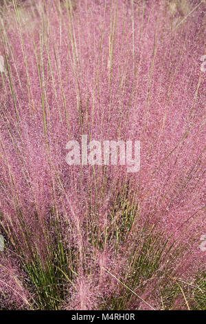 Hairawn muhly (Muhlenbergia capillaris). Called Gulf muhly also Stock Photo