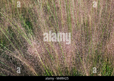 Hairawn muhly (Muhlenbergia capillaris). Called Gulf muhly also Stock Photo