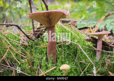 Mushrooms (Lactarius rufus) among forest vegetation in autumm Stock Photo