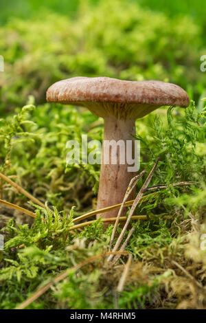 Edible mushroom (Lactarius rufus) among forest vegetation in September Stock Photo