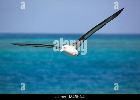 Laysan Albatross flying above Midway Atoll lagoon in the north Pacific Ocean with wings outstretched. (Phoebastria immutabilis) Stock Photo