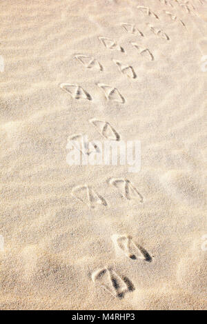 Laysan albatross footprints in beach sand on Pacific island Stock Photo