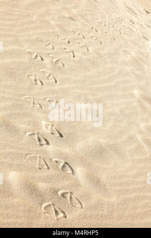 Laysan albatross footprints in beach sand Stock Photo