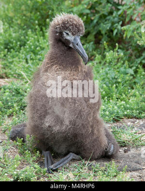 Laysan Albatross chick with droop wing, a neurological disorder caused by ingestion of lead in paint chips from an abandoned building Stock Photo