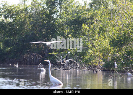 Birdlife in Everglades National Park is abundant Mrazek Pond. Stock Photo