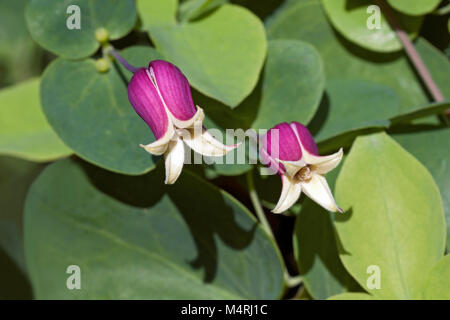 Whiteleaf Leather flowers (Clematis glaucophylla) Stock Photo