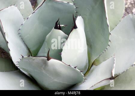 Artichoke agave (Agave parryi var. truncata). Called Mescal agave also Stock Photo