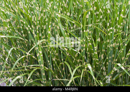 Porcupine grass (Miscanthus sinensis Strictus). Called Zebra grass also Stock Photo