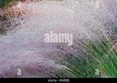 Hairawn muhly (Muhlenbergia capillaris). Called Gulf muhly also Stock Photo