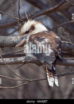 Kookaburra Dacelo novaeguineae also known as  Laughing kookaburra or Laughing jackass waiting for prey Stock Photo