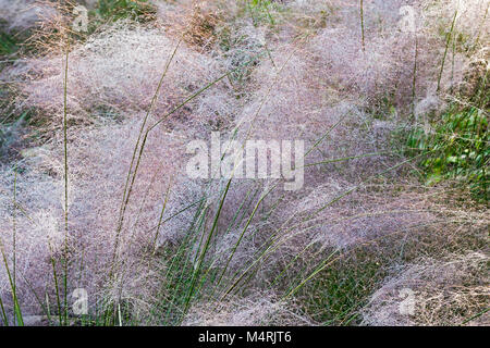 Hairawn muhly (Muhlenbergia capillaris). Called Gulf muhly also Stock Photo