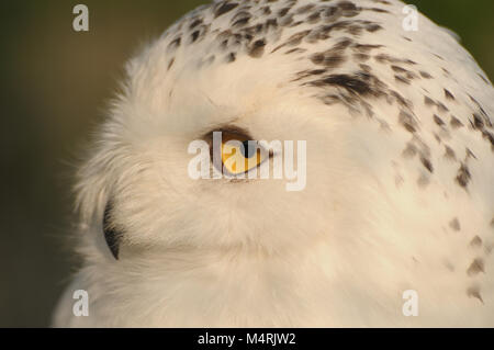 Snowy owl head features Stock Photo