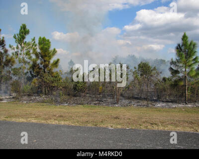 Prescribed fire near park structures. . Stock Photo