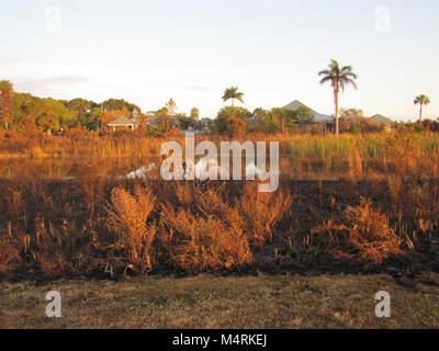 Prescribed fire near park structures. . Stock Photo