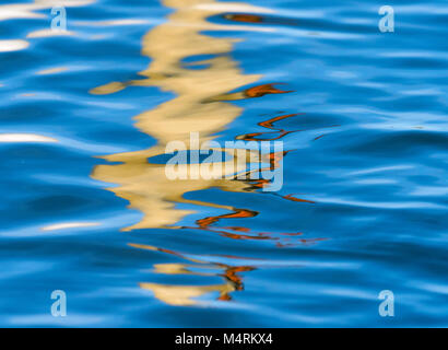 Mute Swan Cygnus olar abstract reflection in blue water Stock Photo