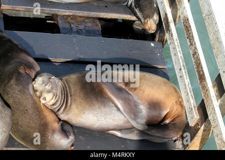 Sea lions resting, Santa Cruz Wharf, Santa Cruz, California, United States Stock Photo