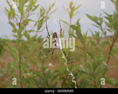 October.  Everglades National Park hosted a volunteer event at the park’s historic Nike Missile Site, one of the Nation’s best preserved sites from the Cold War Era. Volunteers joined park staff to help restore and learn about the Nike Missile Site to celebrate its th Anniversary. Spider among the bushes. Stock Photo