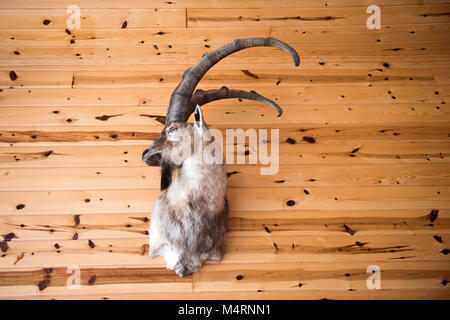 Stuffed wild goat head mounted on wooden wall Stock Photo