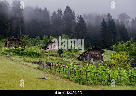 Rustic wooden houses perched on a misty mountainside in the Ayder Highlands, surrounded by lush greenery and tall, fog-covered pine trees, Stock Photo