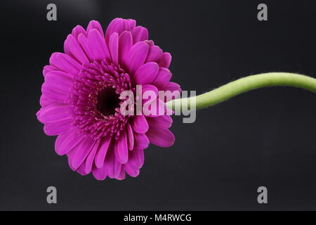 Single pink Gerbera with stalk isolated on black Stock Photo