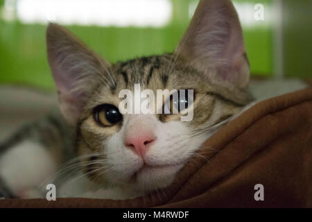 A kitten lies in its bed at the local animal shelter. Stock Photo