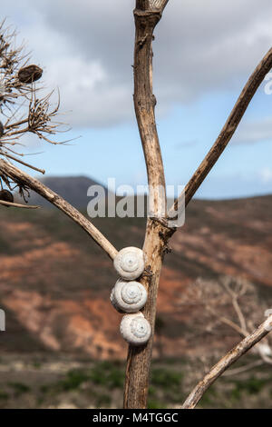 Three snails aligned on a dry stalk in Lanzarote Stock Photo