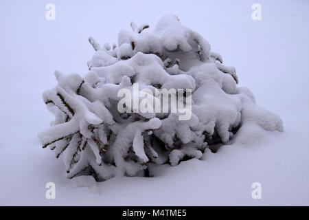 First snow on spruce branches Stock Photo