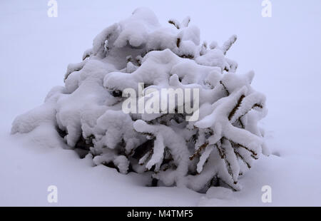 Branches under the snow closeup. Snow-covered green branches of coniferous bush. Winter background with yew branches under the snow. Stock Photo