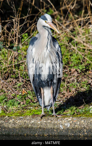 Heron waiting by the Lakeside waiting for its prey captured by a Patient Photographer in the waiting such a fascinating bird to watch Stock Photo