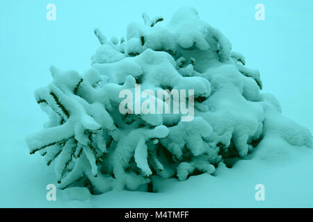 unusual look in turquoise Branches under the snow closeup. Snow-covered green branches of coniferous bush. Winter background branches under the snow. Stock Photo
