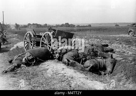 Four dead horses with a French soldier lying on top of them in Yonne France as German forces invade during second world war 1940 Stock Photo