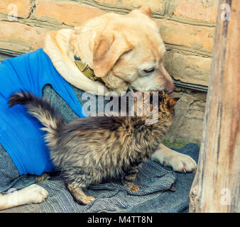 Cute scene. Stray little kitten rubbing against big dog labrador retriever outdoors in winter Stock Photo