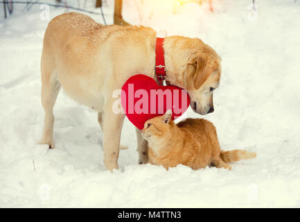 Cute scene. Labrador dog with a heart-shaped pillow hanging on the collar. A red cat rubs against Labrador dog in the street in the winter. Valentines Stock Photo
