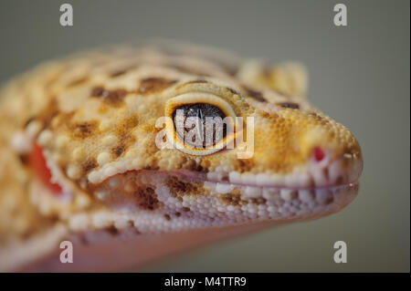 Head from side of common leopard gecko. Lizard Stock Photo
