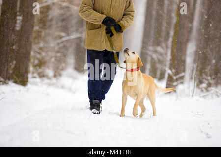 Man with dog on a leash walks in snowy forest in winter Stock Photo
