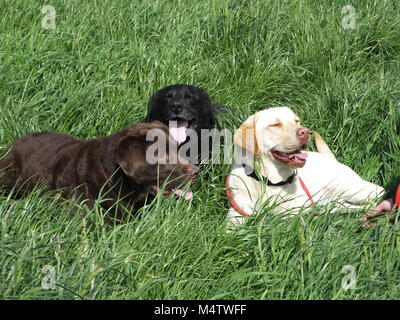 Labradors enjoying the sunshine on a walk together Stock Photo