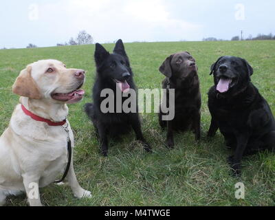 Labradors and Groenendael enjoying the sunshine on a walk together Stock Photo