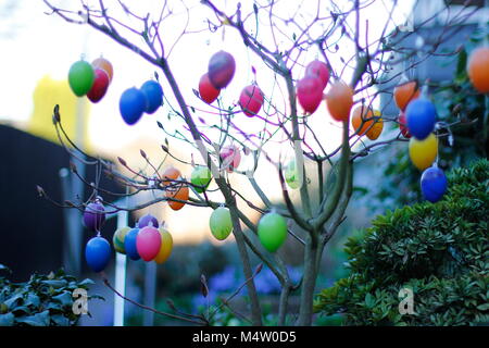 coloured plastic easter eggs hangs on branshes Stock Photo