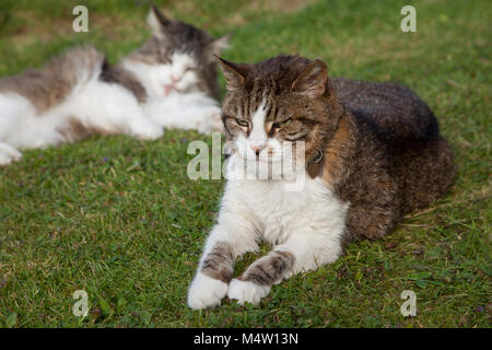 Tabby cat and tortoiseshell and white cats lying together on a lawn Stock Photo