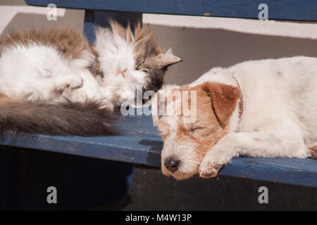 Older terrier dog and tortoiseshell and white cat lying together on an old blue painted garden bench Stock Photo