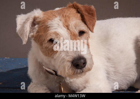 Older terrier dog lying on an old blue painted garden bench Stock Photo