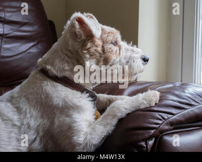 Older terrier dog lying on a brown leather sofa looking out of a window Stock Photo