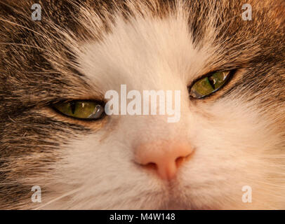 Tortoiseshell and white Norwegian Forest cat, close up of eyes and mouth. Stock Photo