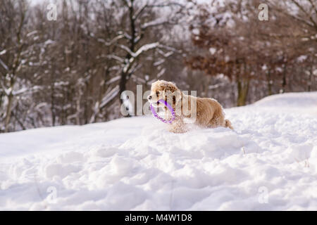 Happy cocker spaniel running in snow Stock Photo