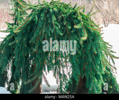 An unusual Norway weeping spruce that has formed an arch, Picea abies pendula Stock Photo