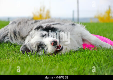 A cute young female Australian shepherd is lying on the grass and holding its frisbee. She looks happy and satisfied. Stock Photo
