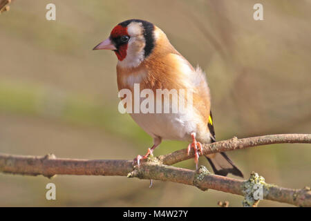 Eurasian goldfinch ( carduelis carduelis ) perched on a branch, Finchampstead, UK. Stock Photo