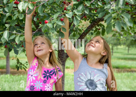 Two girls looking and reaching up while picking cherries in a cherry orchard. Stock Photo